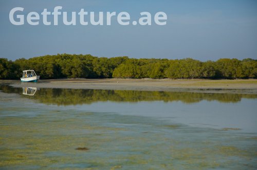 الوهم الأخضر: كشف الحقائق عن "الغابات" والمحميات البيئية في دولة الإمارات